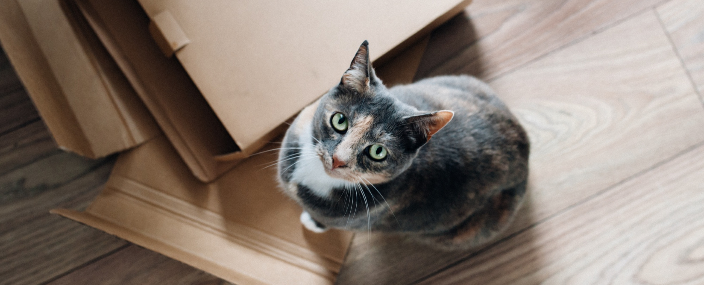 Премиум-корм: от А до Я 228