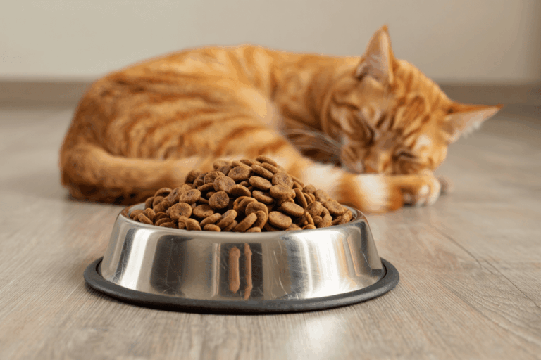 Беззерновой корм для кошек: как выбрать лучший и почему он полезен?