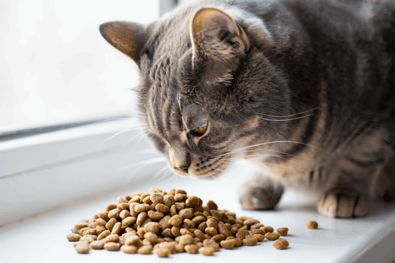 Лучшие гипоаллергенные корма для кошек: как выбрать и на что обратить внимание?