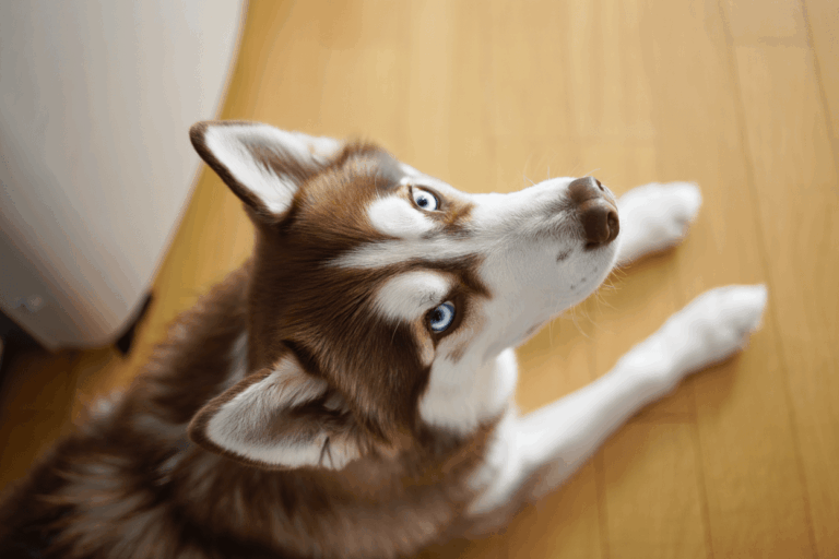 Аллергия на корм у собак: как распознать и что делать?