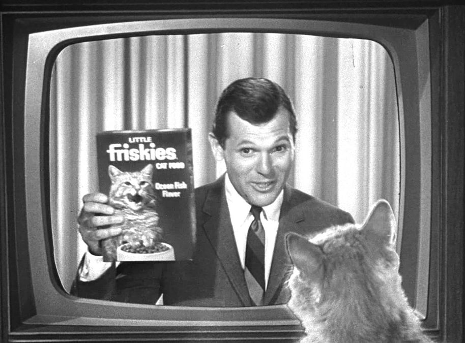 Собаки, кошки, миллиарды: история корма — от костей до насекомых 399