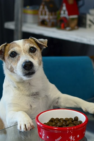 Суперпремиум корм для собак Cosmodog