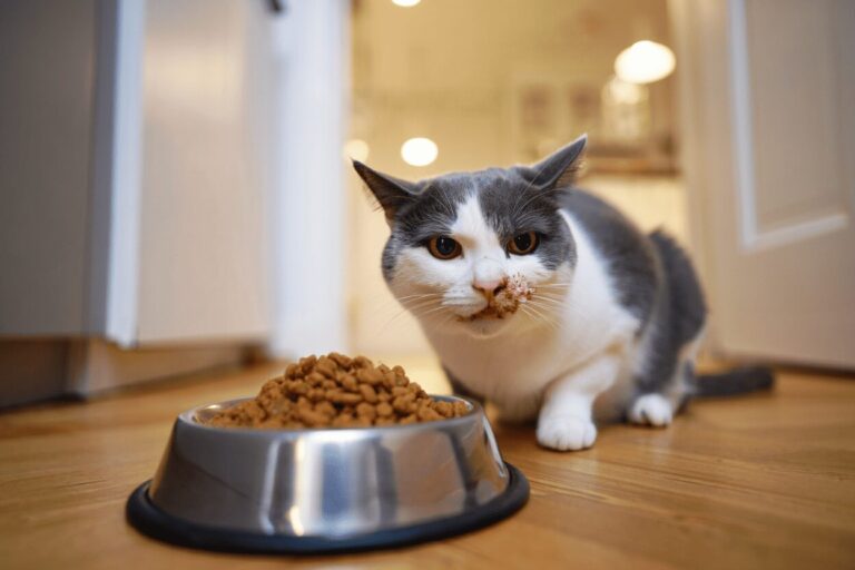 Аллергия на корм у кошек: как распознать и что делать?