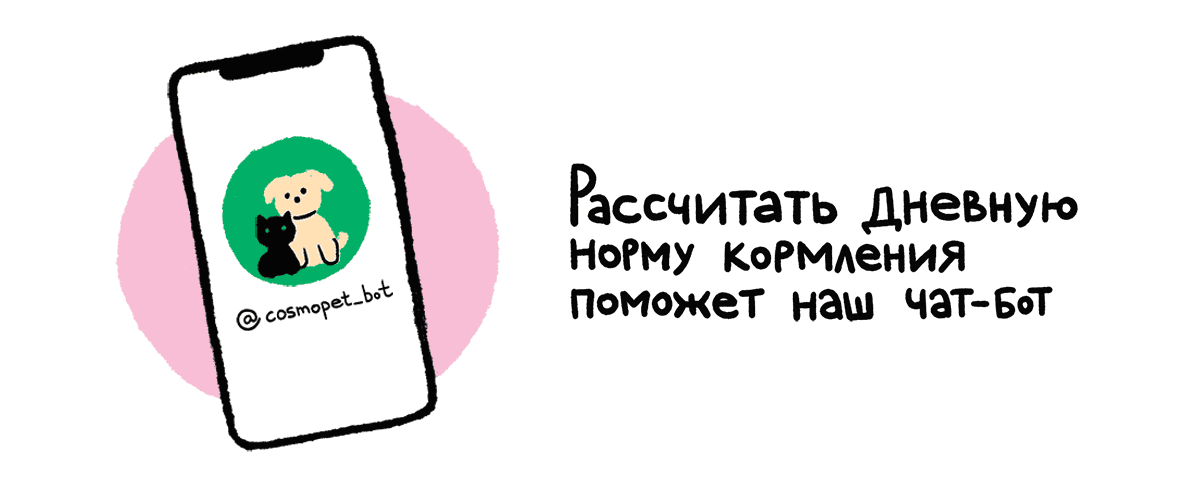 Как не подвести питомца при смене рациона 266