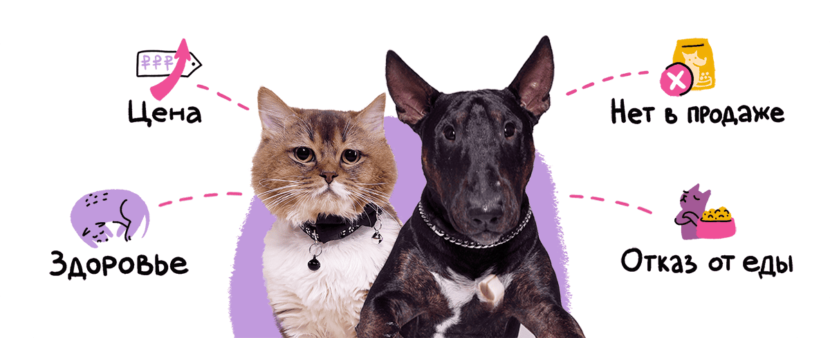 Как не подвести питомца при смене рациона 967