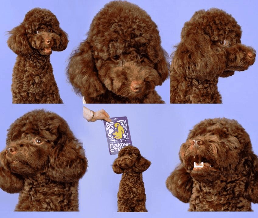 Pet parenting: почему нам легче завести собаку, чем семью 915