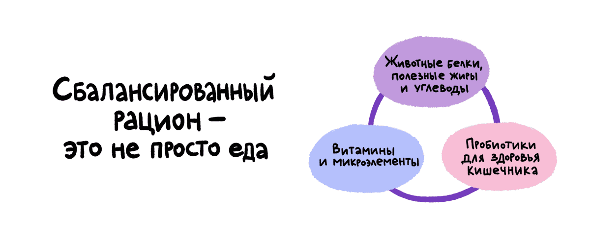 Как не подвести питомца при смене рациона 273